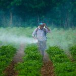 Pesticide Use in Bangladesh Rises 81.5% Due to Climate Change Challenges